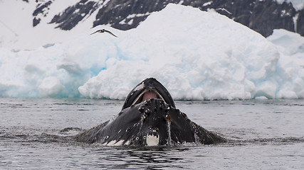 Image showing Humpback Whale feeding krill