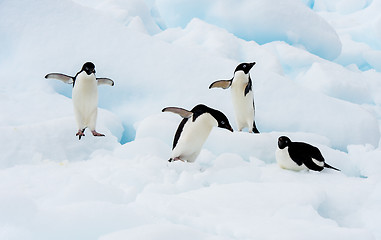 Image showing Adelie Penguin on an Iceberg