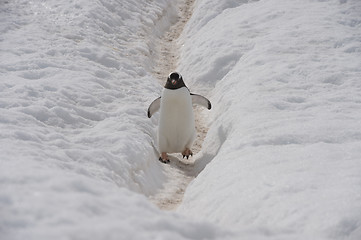 Image showing Gentoo Penguin walk on the snow