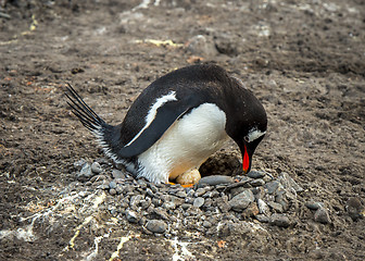 Image showing Gentoo Penguin on the nest