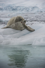 Image showing Crabeater seals on the ice.