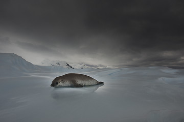 Image showing Crabeater seals on the ice.