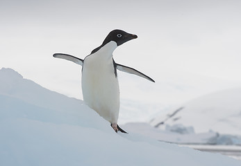 Image showing Adelie Penguin on an Iceberg