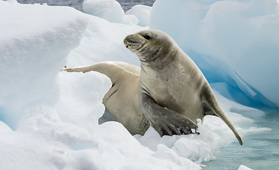 Image showing Crabeater seals on the ice.