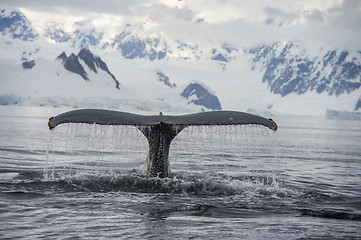 Image showing Humpback Whale tail 