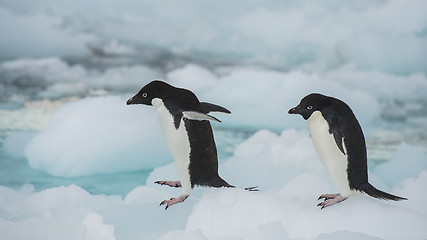 Image showing Adelie Penguin on an Iceberg