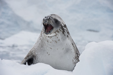 Image showing Crabeater seals on the ice.