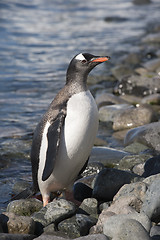 Image showing Gentoo Penguin  on the beach