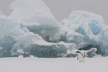 Image showing Adelie Penguin on an Iceberg