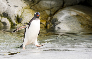 Image showing Gentoo Penguin runs over water