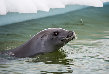 Image showing Crabeater seals in the water