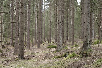 Image showing Forest