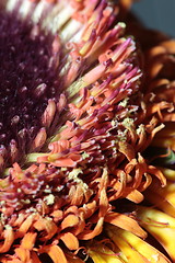 Image showing  gerbera stamen floral abstract background