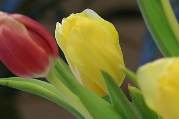 Image showing  celebratory bouquet of tulips