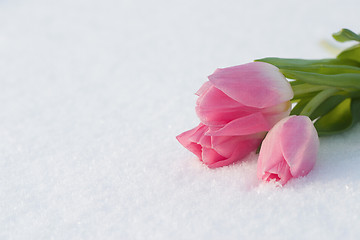 Image showing Spring card with tulips in the snow