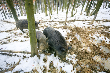 Image showing Three wild hogs in mud