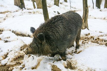 Image showing Wild hog in woods