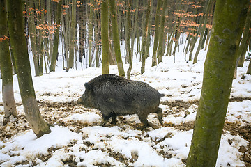 Image showing Wild boar in muddy snow