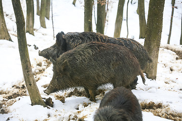 Image showing Three wild hogs in woods