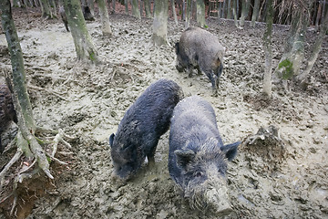 Image showing Wild boars digging mud