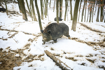 Image showing Wild boar walking in woods