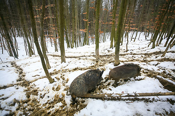 Image showing Wild hogs in muddy snow