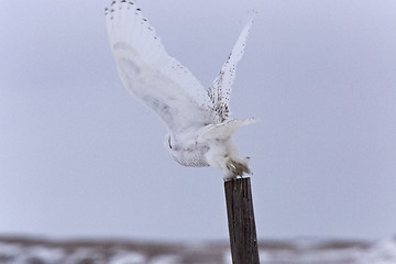 Image showing Snowy Owl in Flight 