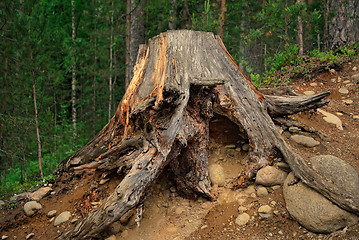 Image showing Old stump.