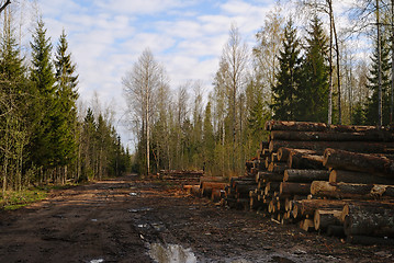 Image showing Forest road.