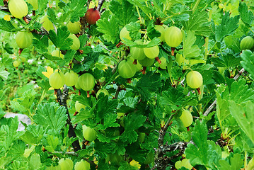 Image showing Berries of gooseberries.