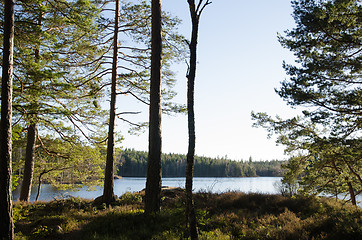 Image showing Sunlit pine trees by a small lake