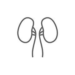 Image showing Kidney line icon.