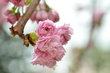 Image showing Japanese apricot blossom