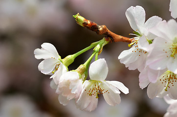 Image showing Beautiful Cherry blossom