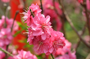 Image showing Japanese apricot blossom