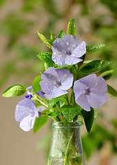 Image showing Young Hydrangea flower with dew