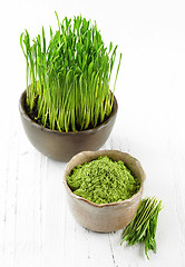 Image showing bowl of wheat sprouts powder