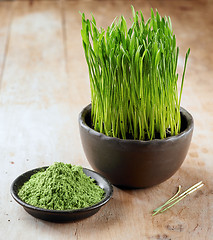 Image showing wheat sprouts and powder