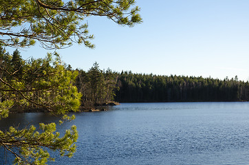 Image showing Sunlit pine tree branches by a lake