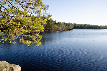 Image showing Pine tree branches by a lake
