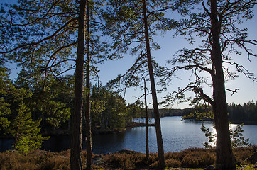 Image showing Small lake in the woods