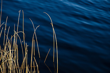 Image showing Sunlt grass straws in blue water