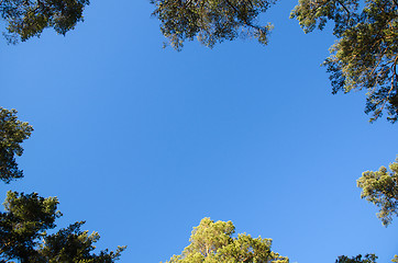 Image showing Pine tree tops surrounding space with blue sky