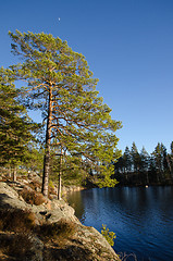 Image showing Lakeside view in the woods