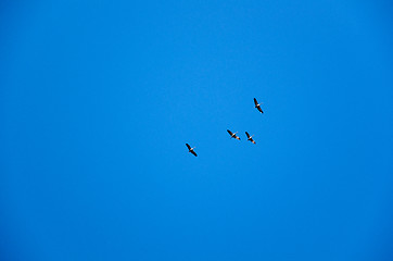 Image showing Group of flying common cranes