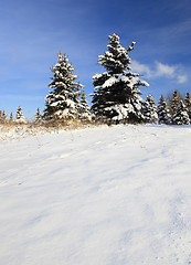 Image showing winter season, the snow 