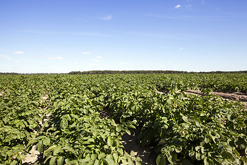 Image showing green leaves of potato  