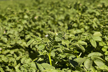 Image showing green leaves of potato 