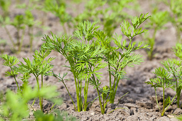 Image showing Field with carrot  