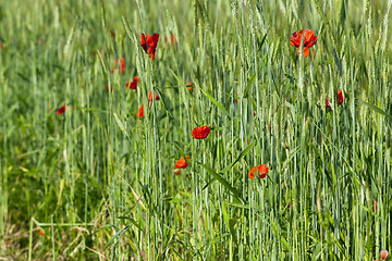 Image showing Red poppy flowers 